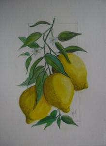3 citrons
