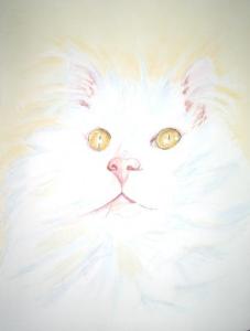 Angora blanc