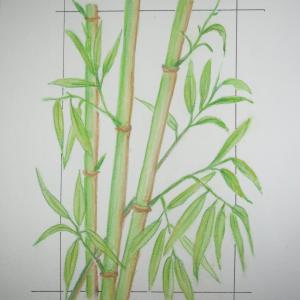 Des bambous