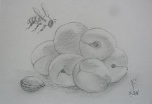 les abricots