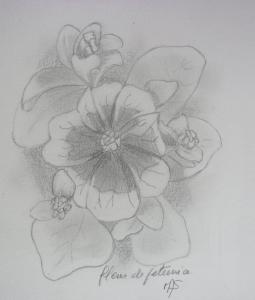 fleurs