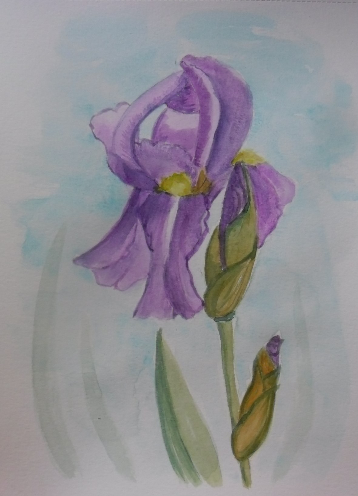 iris mauve