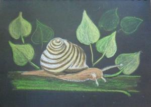 l'escargot