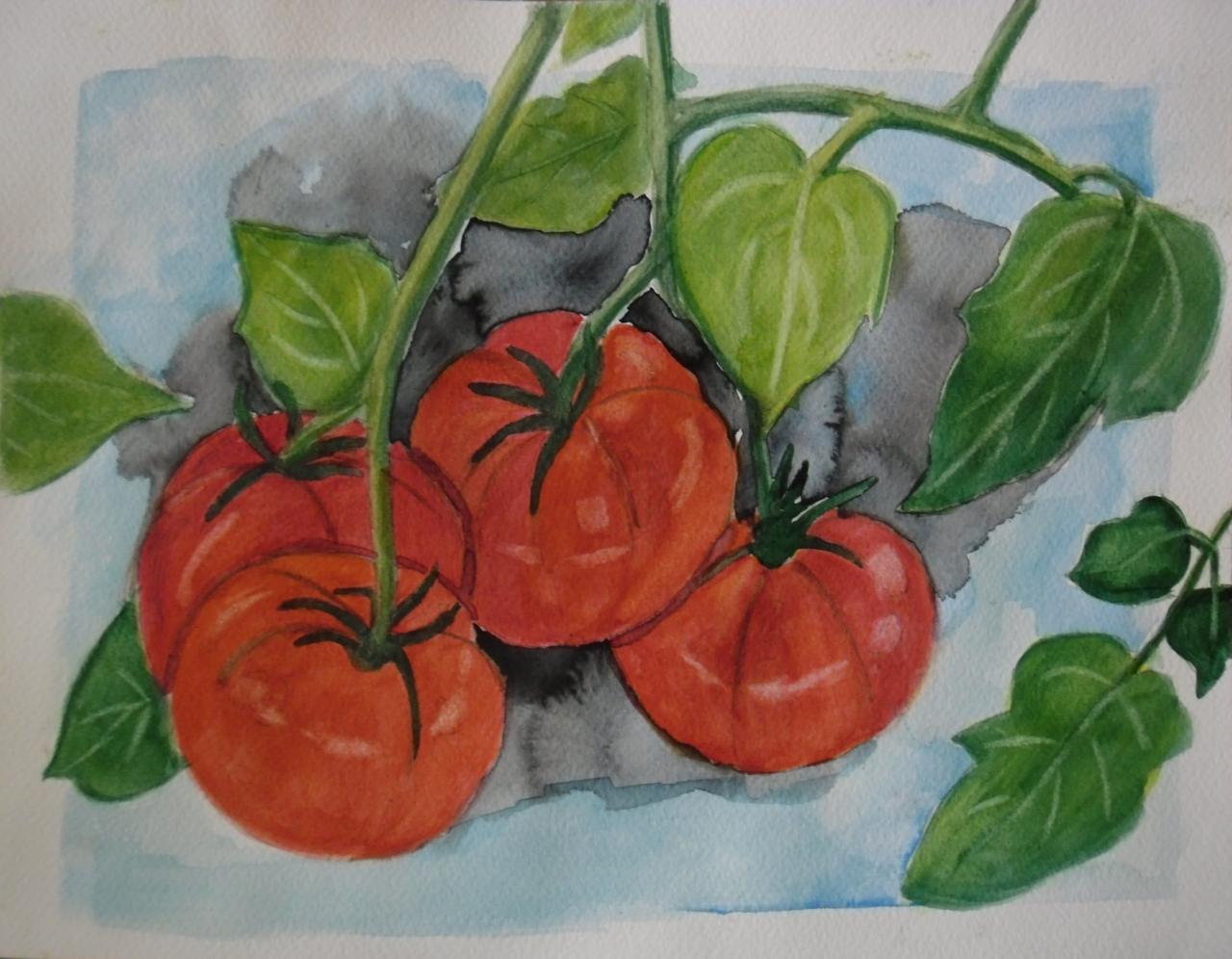 tomates de Marmande